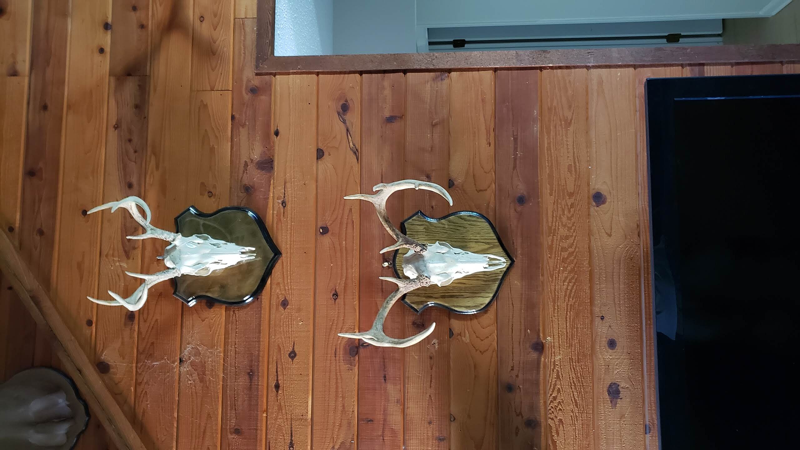 Securely hung trophy mount centered on interior feature wall